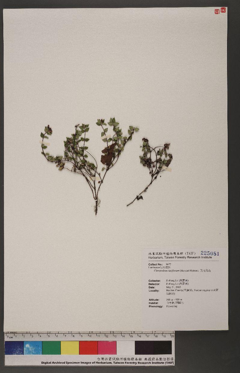 Clinopodium laxiflorum (Hayata) Matsum. 疏花塔花