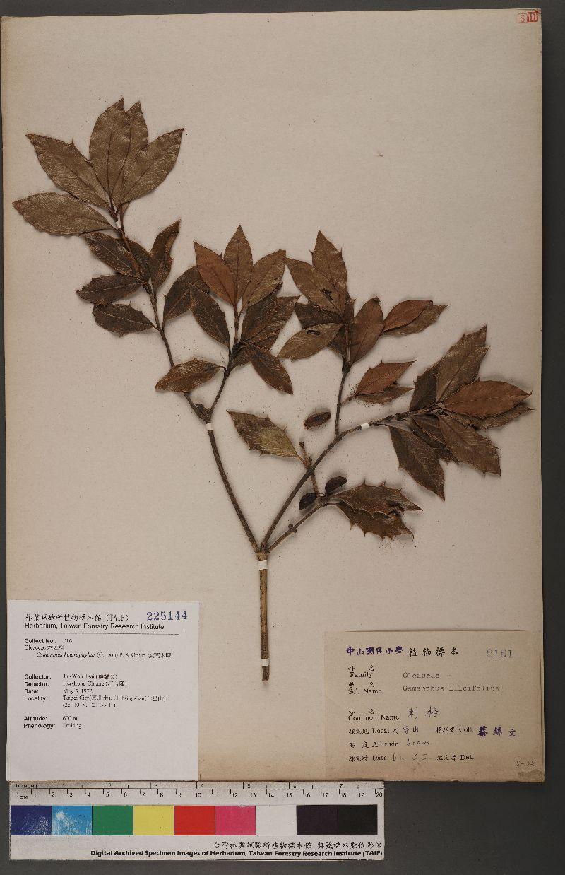 Osmanthus heterophyllus (G. Don) P. S. Green 尖葉木犀