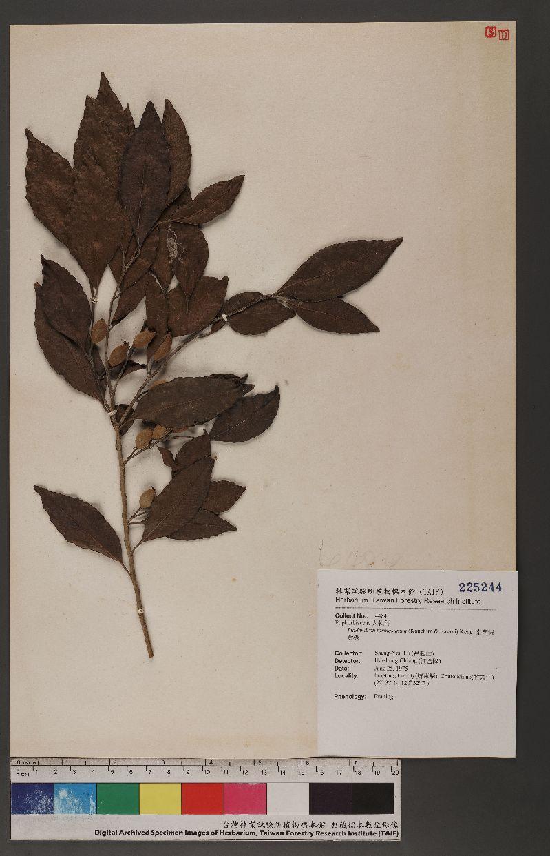 Liodendron formosanum (Kanehira & Sasaki) Keng 臺灣假黃楊