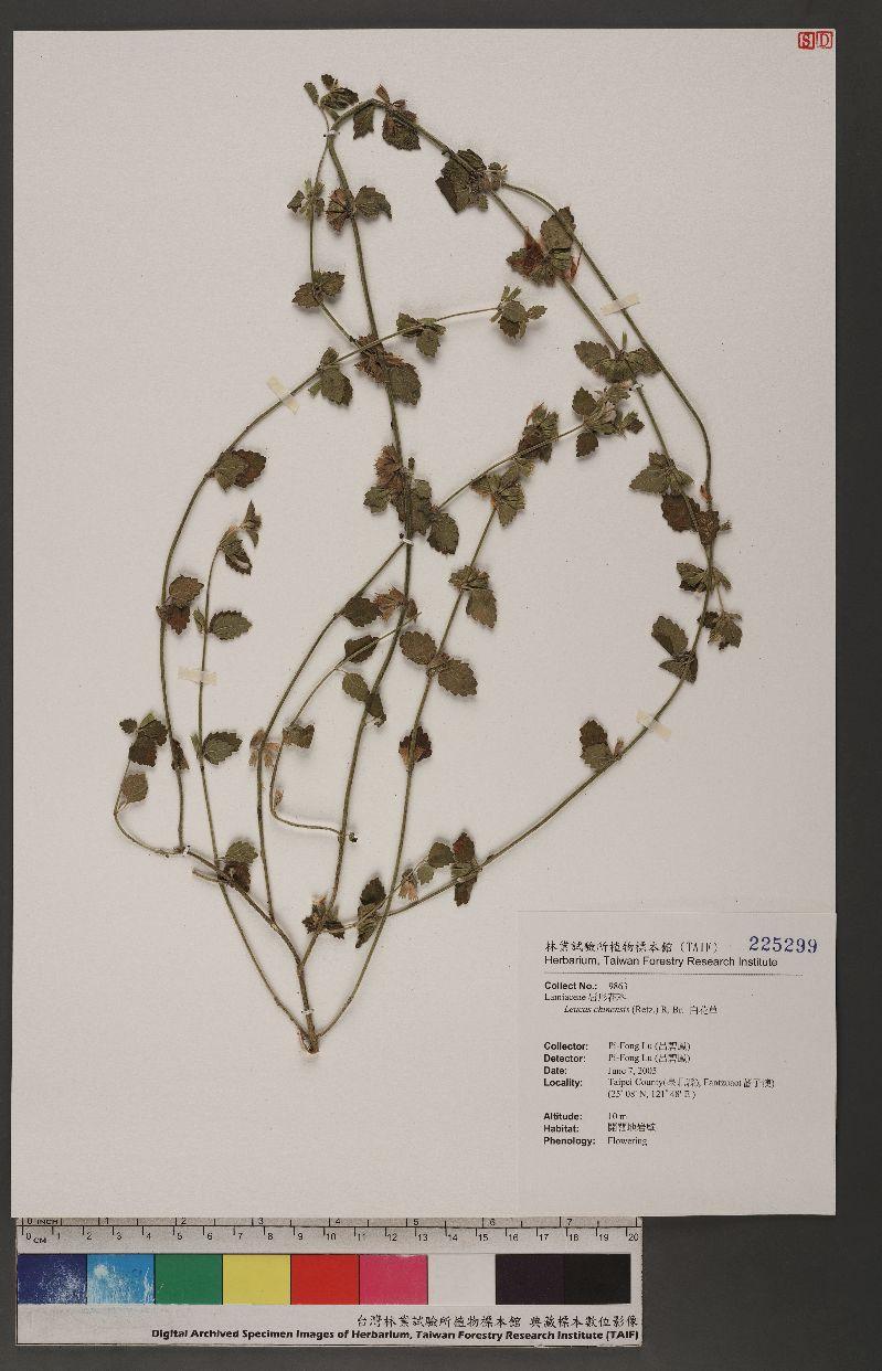 Leucas chinensis (Retz.) R. Br. 白花草
