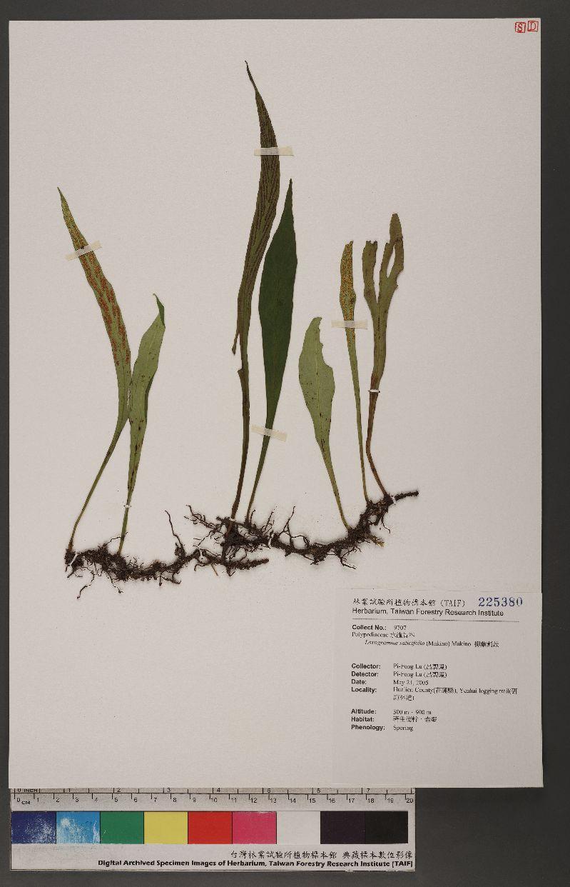 Loxogramme salicifolia (Makino) Makino 柳葉劍蕨