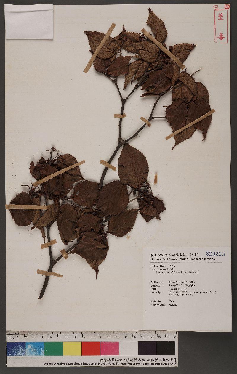 Viburnum betulifolium Betal. 樺葉莢迷
