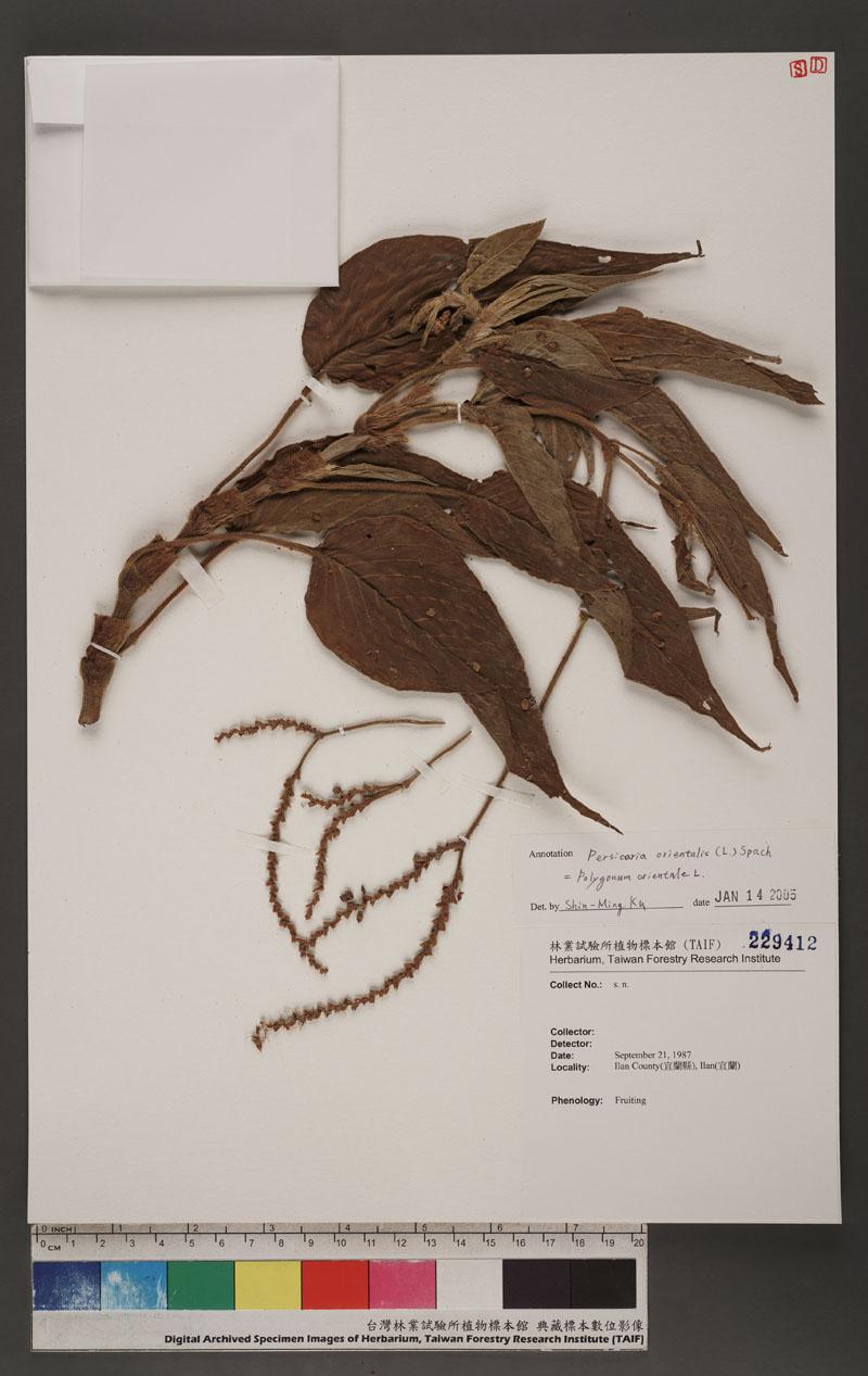 Persicaria orientalis (L.) Spach.