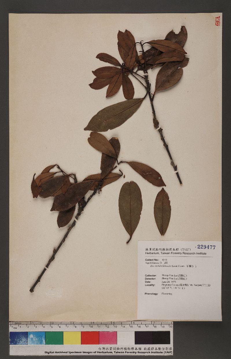 Ilex cochinchinensis (Lour.) Loes. 革葉冬青