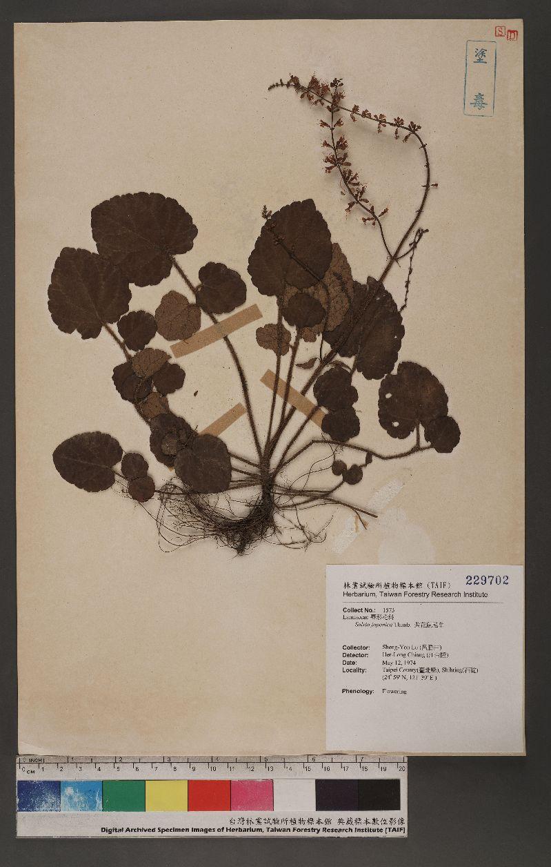 Salvia japonica Thunb. 紫花鼠尾草
