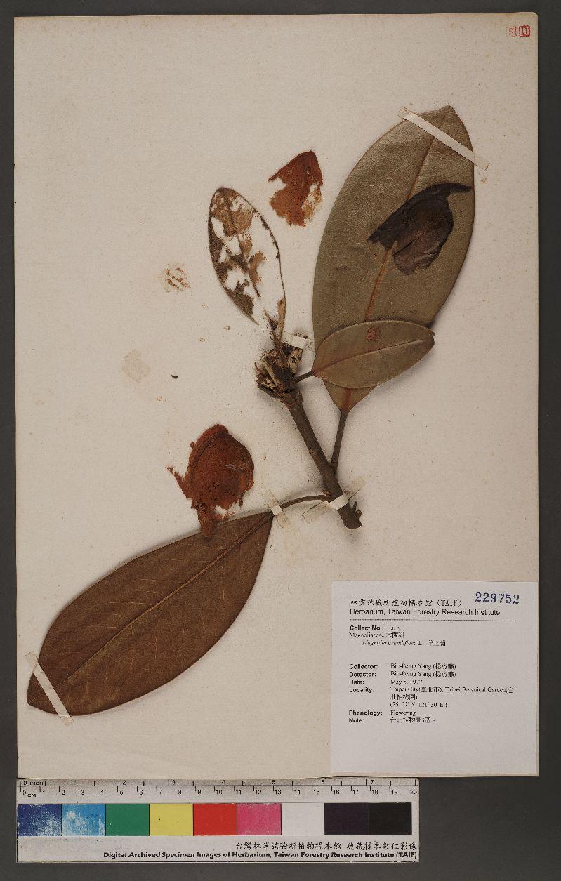 Magnolia grandiflora L. 洋玉蘭