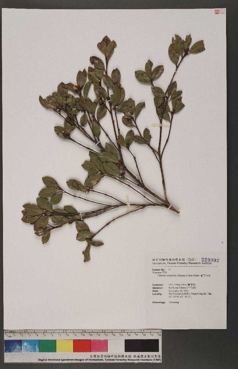 Camellia tenuifolia (Hayata) Cohen-Stuart 細葉山茶
