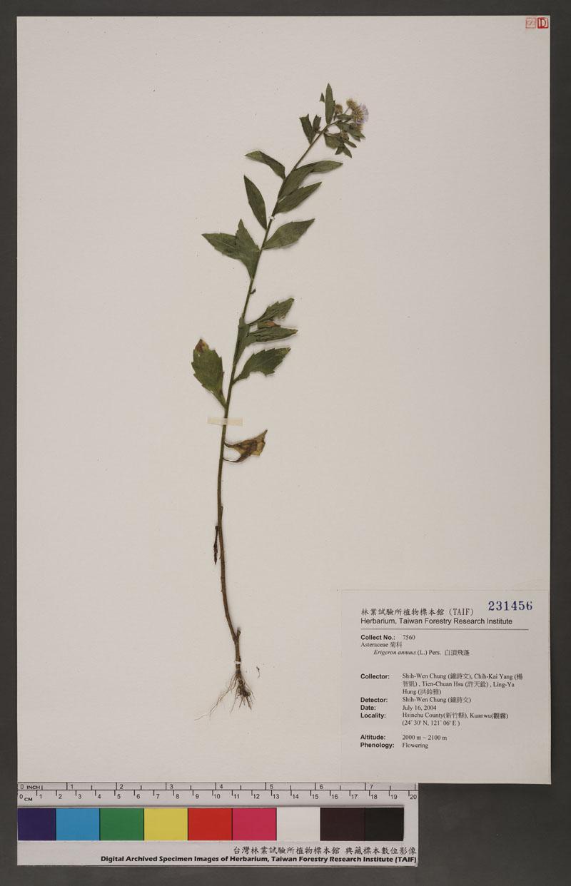 Erigeron annuus (L.) Pers. 白頂飛蓬