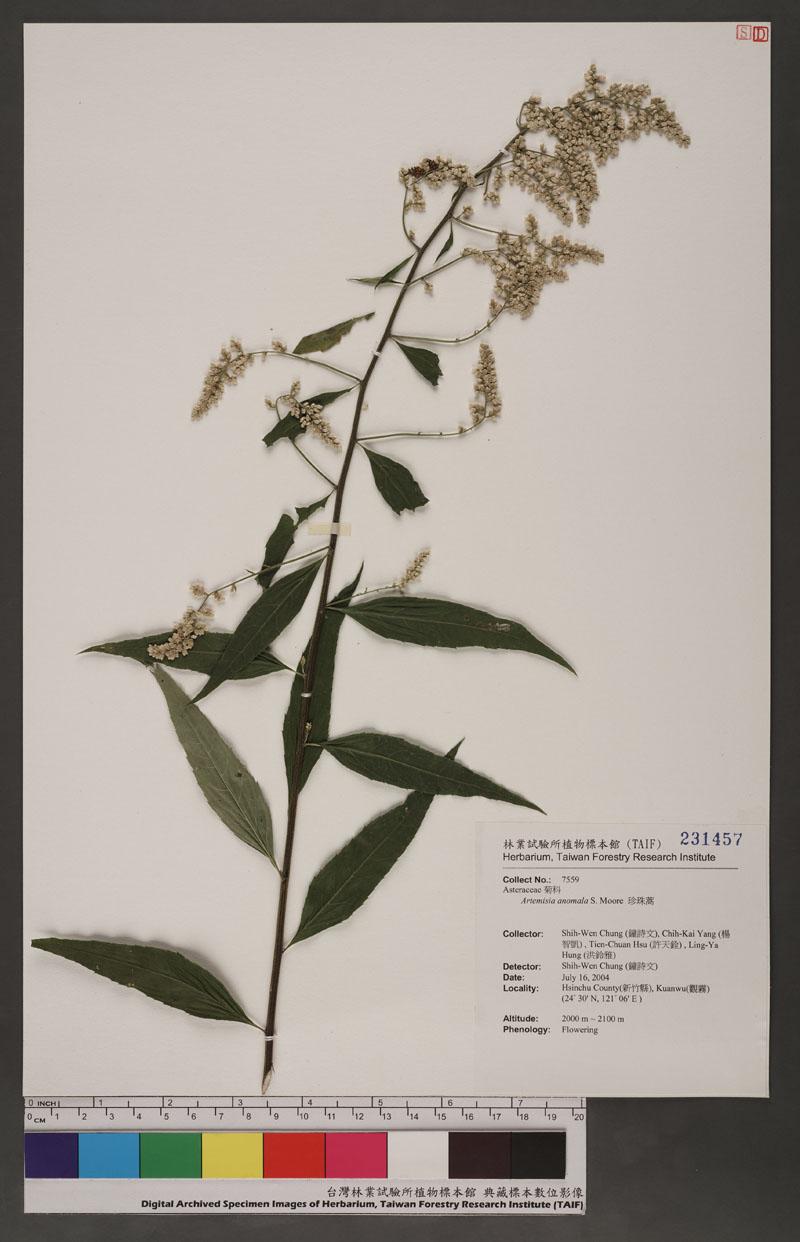 Artemisia anomala S. Moore 珍珠蒿