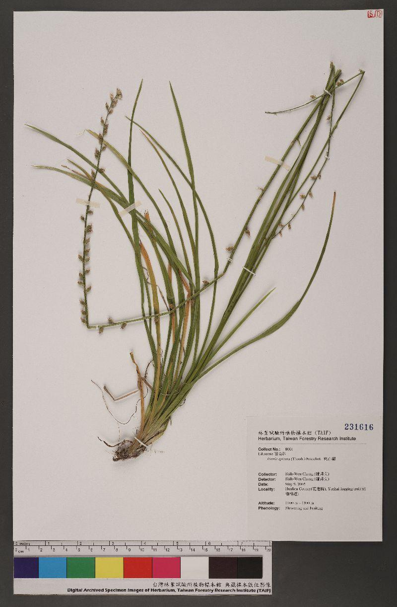 Aletris spicata (Thunb.) Franchet. 束心蘭