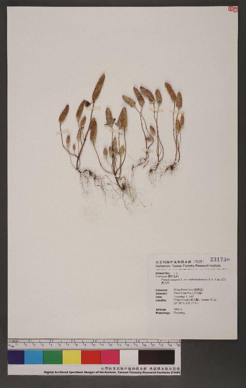 Prunella vulgaris L. var. nanhutashanensis S. S. Ying 高山夏枯草