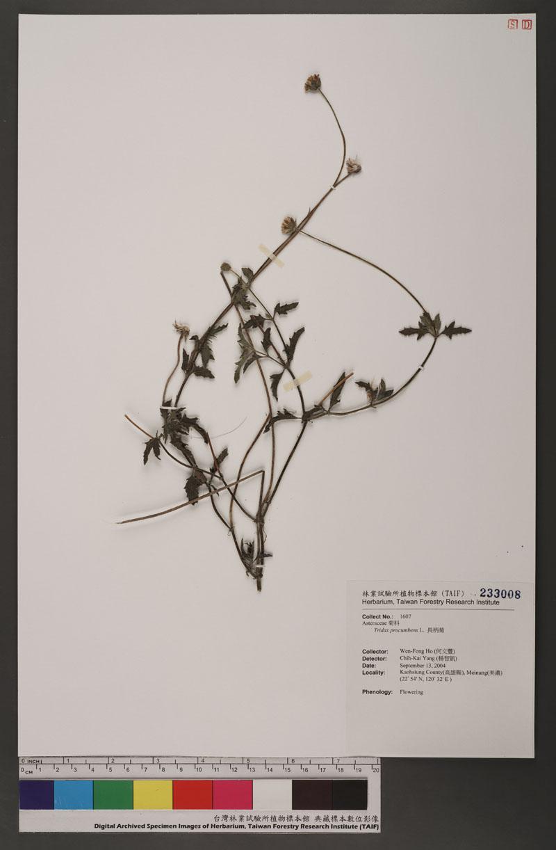 Tridax procumbens L. 長柄菊