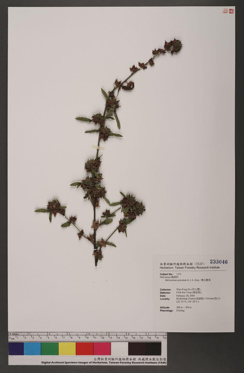 Malvastrum spicatum (L.) A. Gray 穗花賽葵