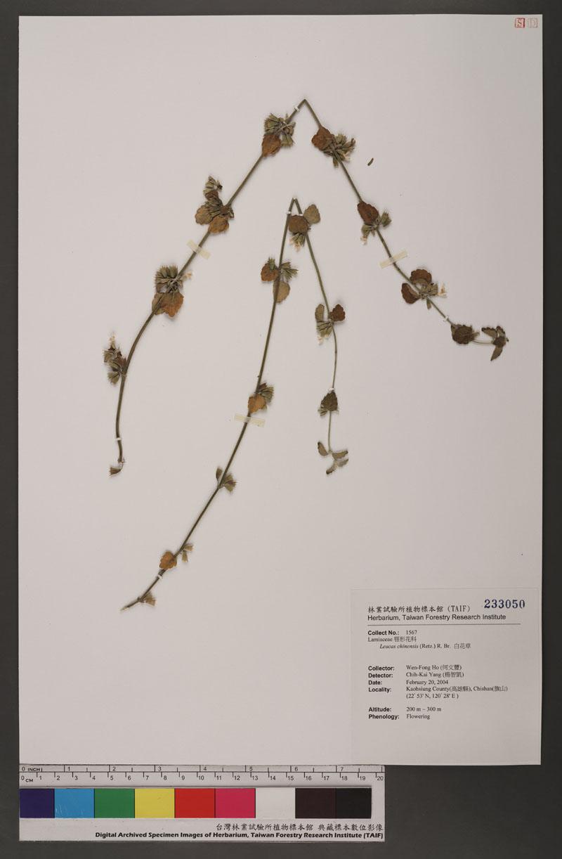 Leucas chinensis (Retz.) R. Br. 白花草