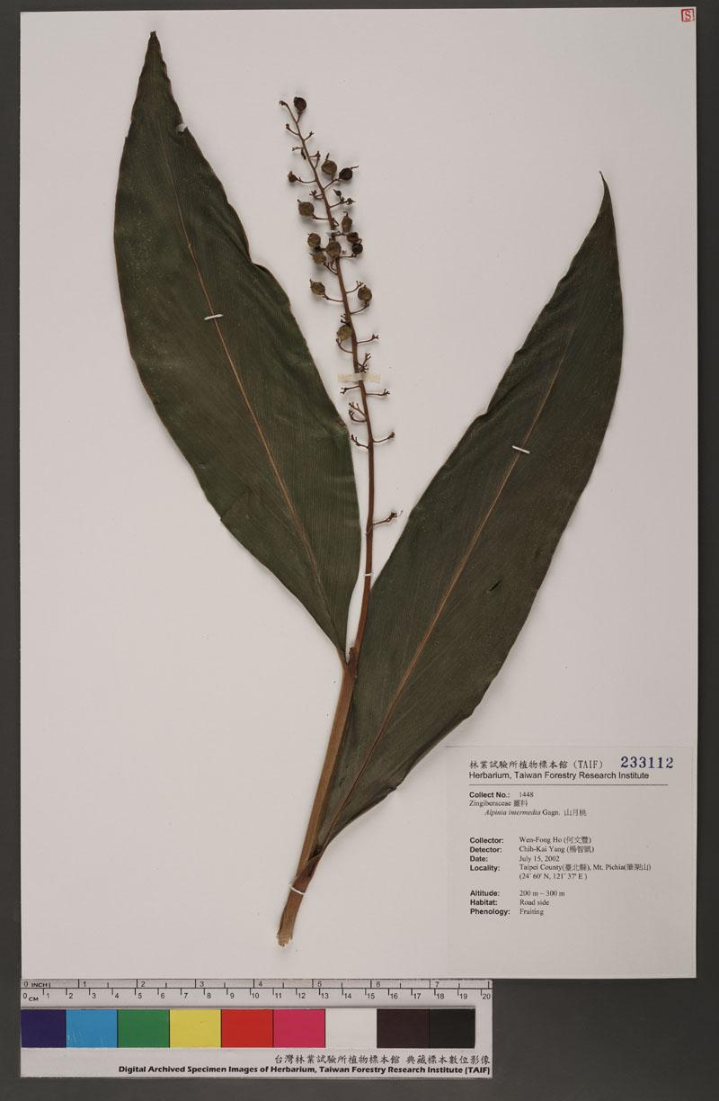 Alpinia intermedia Gagn. 山月桃