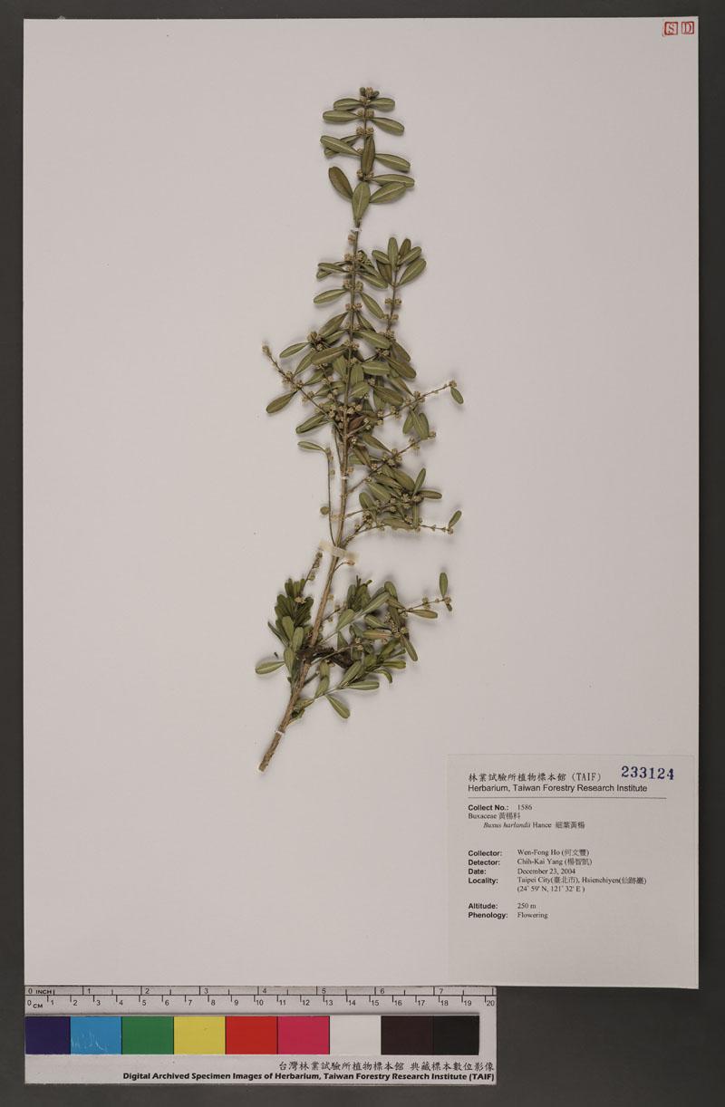 Buxus harlandii Hance 細葉黃楊