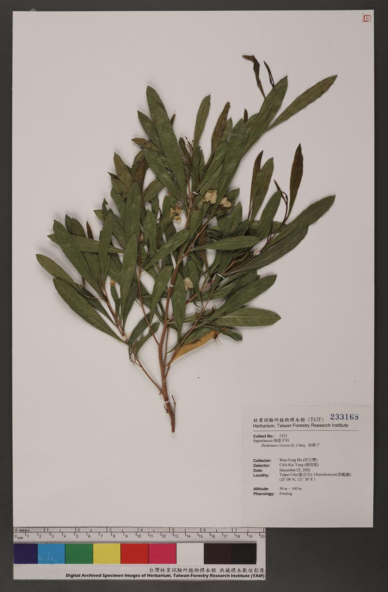 Dodonaea viscosa (L.) Jacq. 車桑子