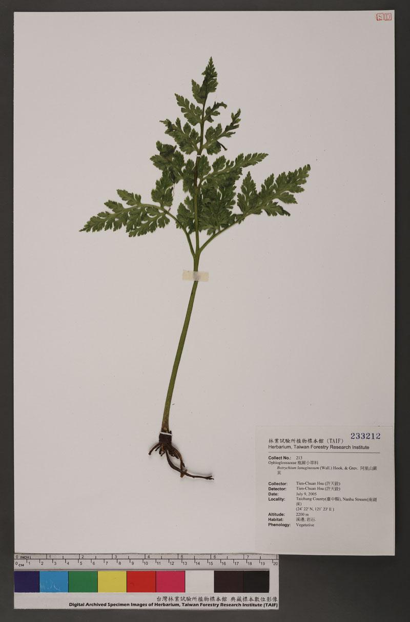 Botrychium lanuginosum (Wall.) Hook. & Grev. 阿里山蕨萁