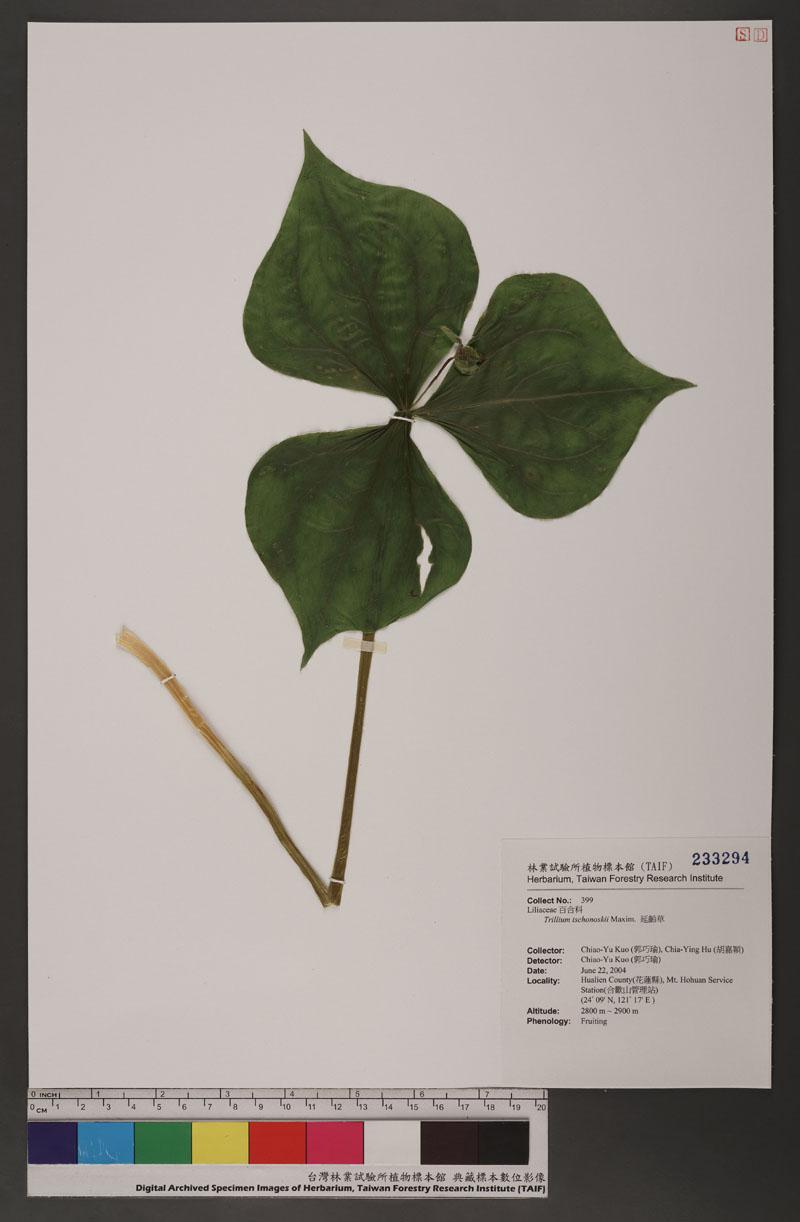 Trillium tschonoskii Maxim. 延齡草