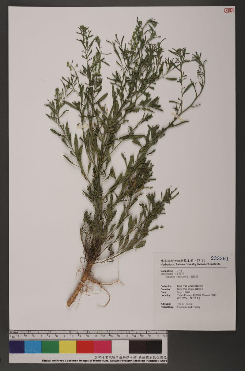 Lepidium virginicum L. 獨行菜