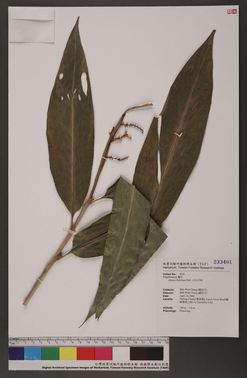 Alpinia flabellata Ridl. 呂宋月桃