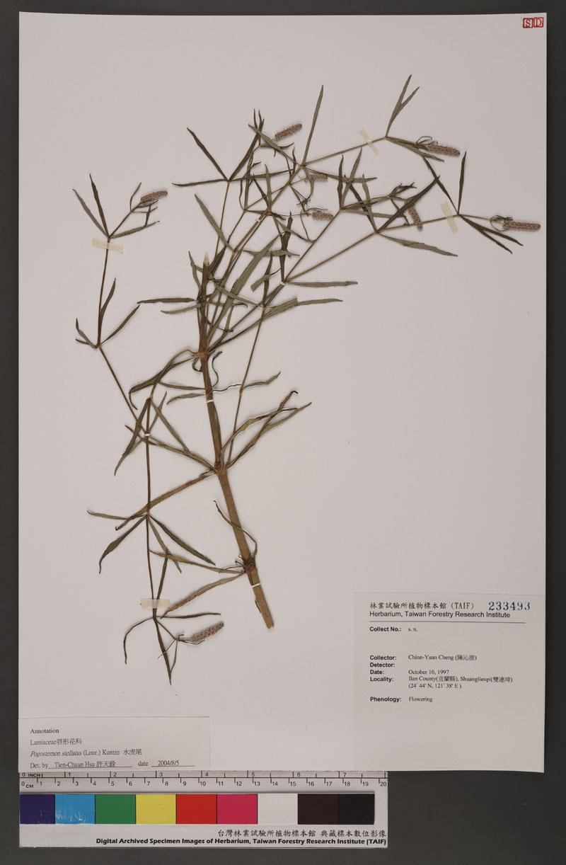 Pogostemon stellatus (Lour.) Kuntze 水虎尾