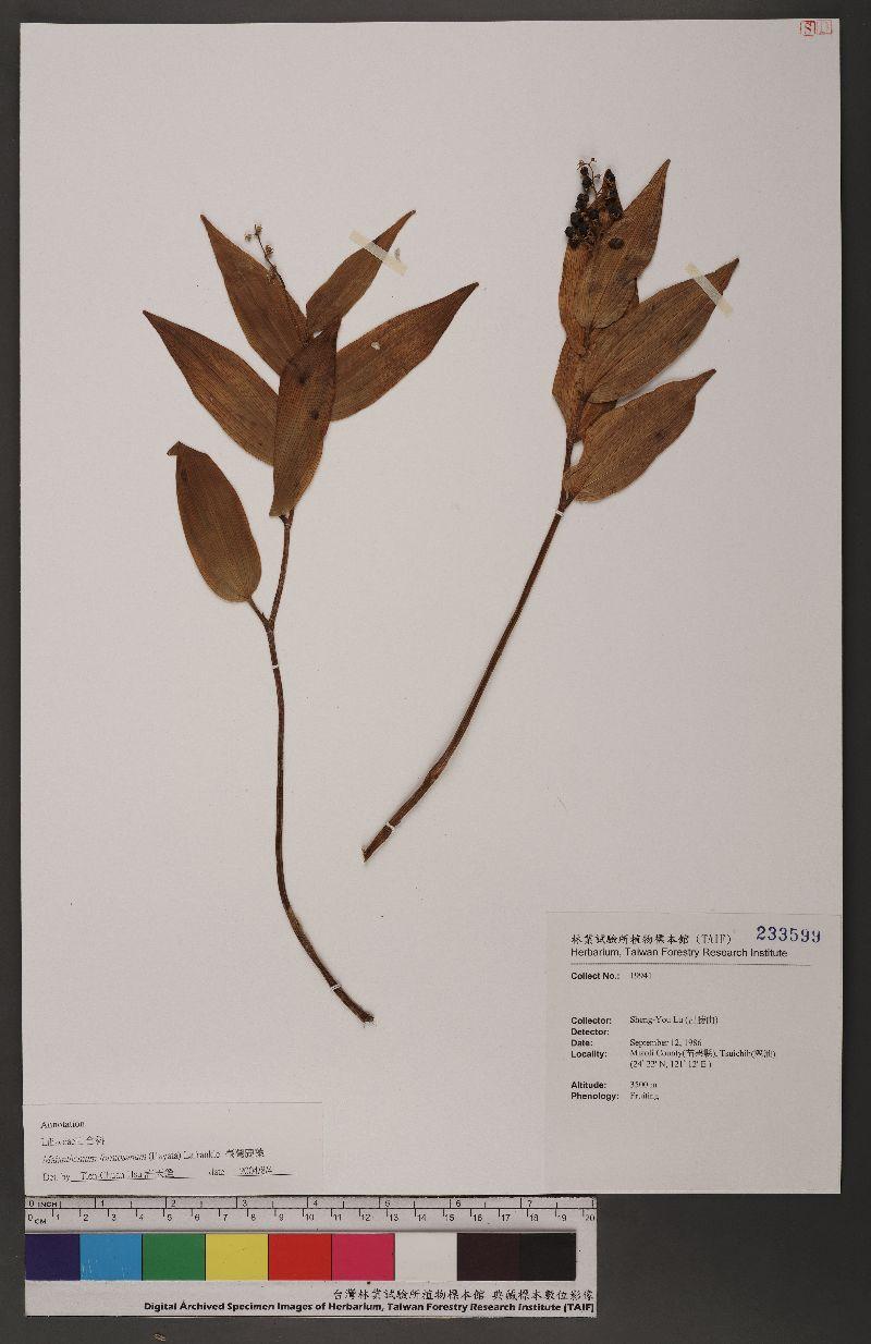 Maianthemum formosanum (Hayata) Lafrankie 臺灣鹿藥
