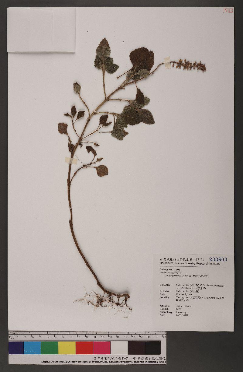 Coleus formosanus Hayata 蘭嶼小鞘蕊花