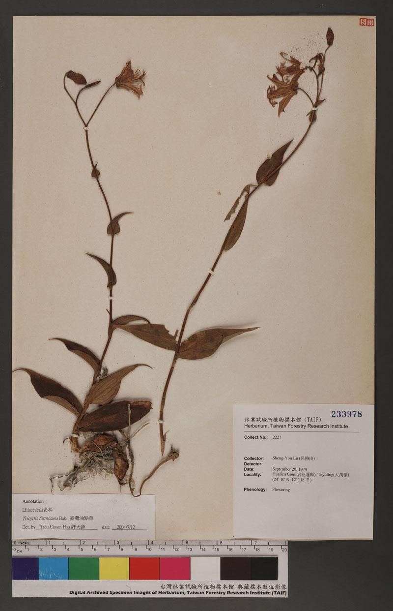 Tricyrtis formosana Bak. 臺灣油點草