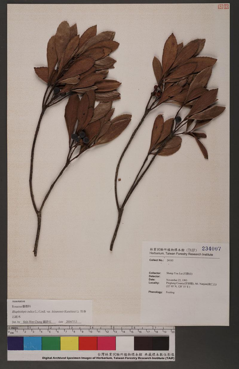 Rhaphiolepis indica (L.) Lindl. ex Ker var. hiiranensis (Kanehira) H. L. Li 恆春石斑木