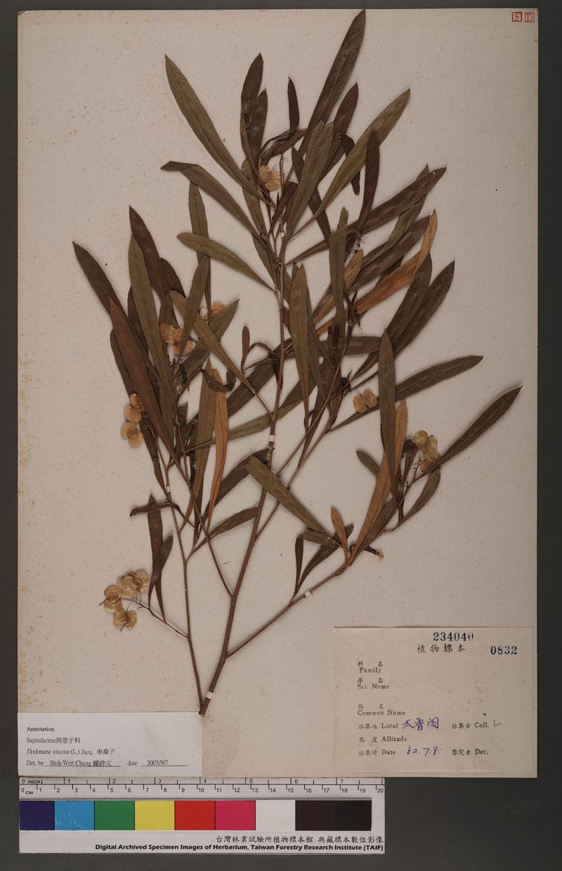 Dodonaea viscosa (L.) Jacq. 車桑子