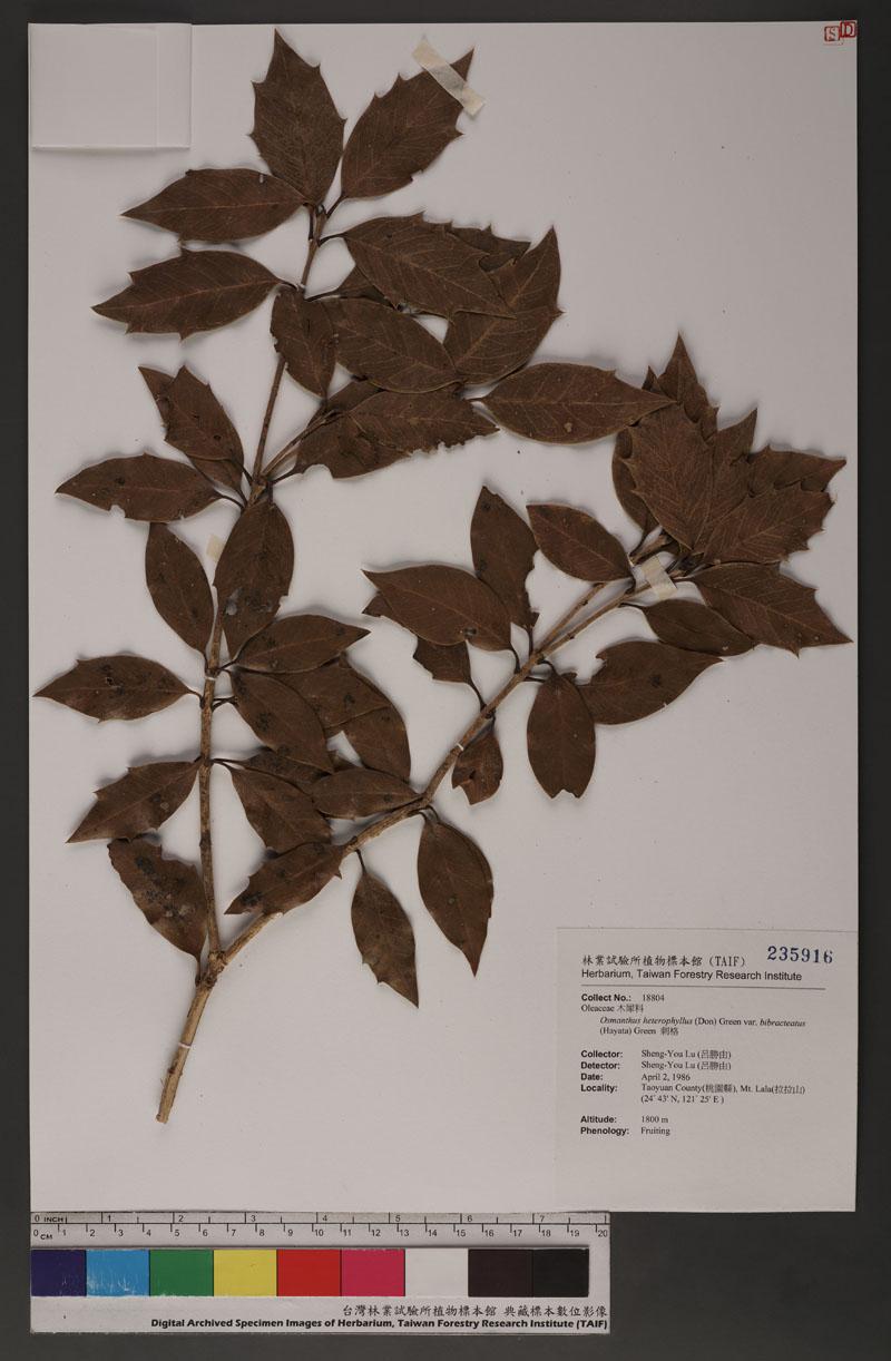 Osmanthus heterophyllus (Don) Green var. bibracteatus (Hayata) Green 刺格
