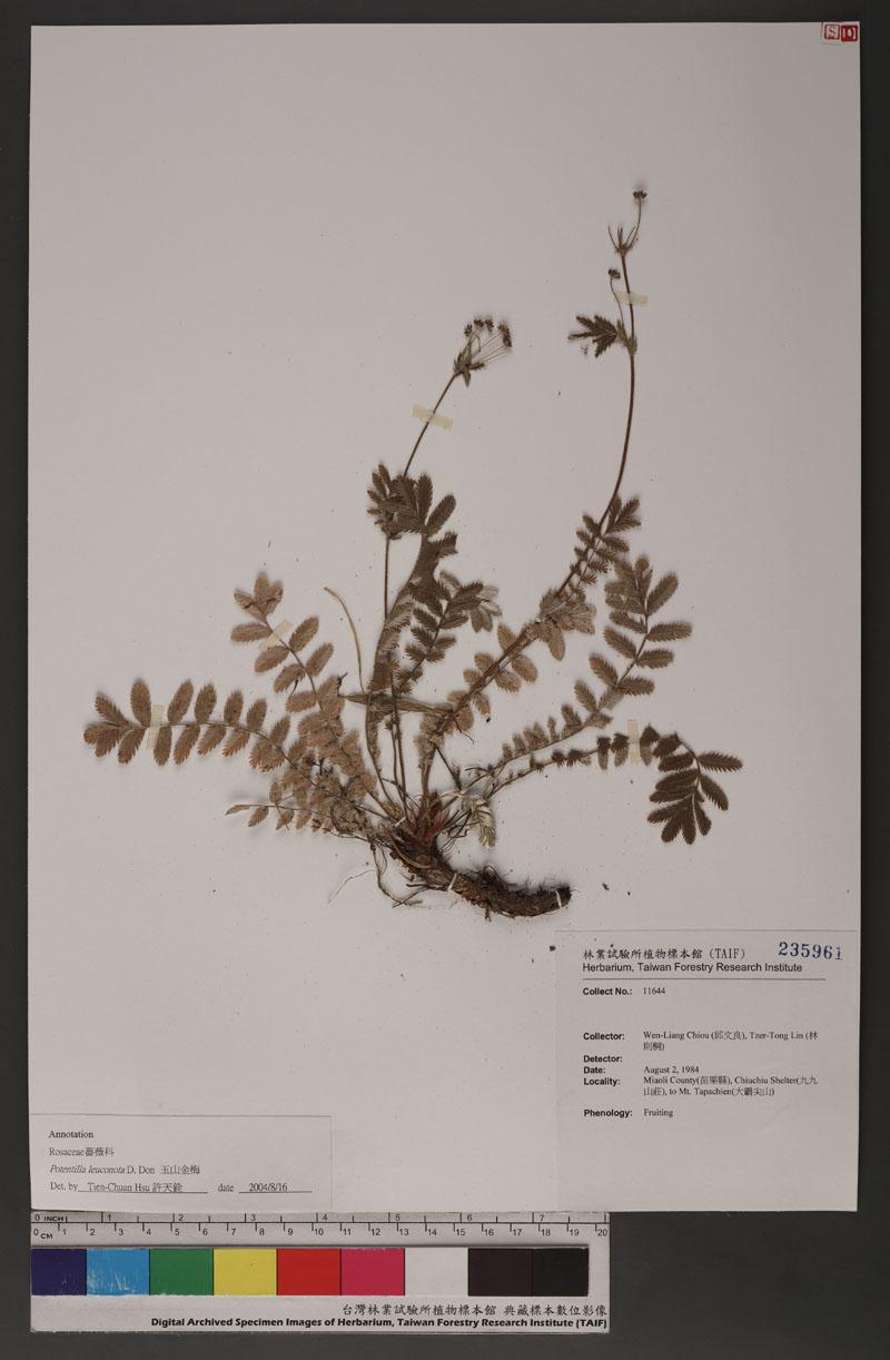 Potentilla leuconota D. Don 玉山金梅