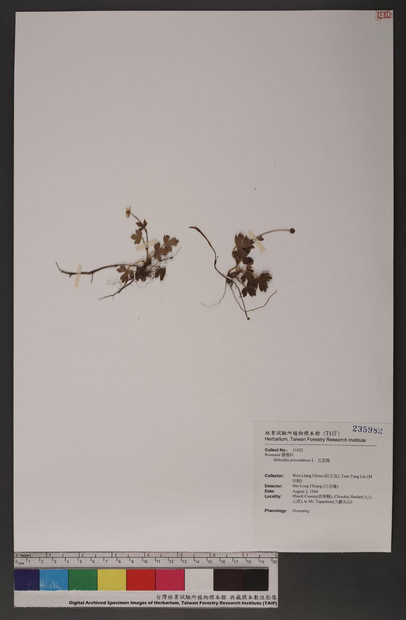 Sibbaldia procumbens L. 五蕊莓