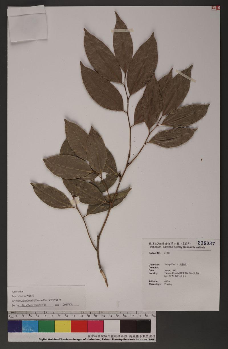 Drypetes karapinensis (Hayata) Pax 交力坪鐵色