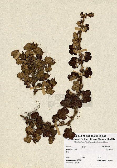 高山懸鉤子 （TAIM-H001318）學名：Rubus rolfei Vidal