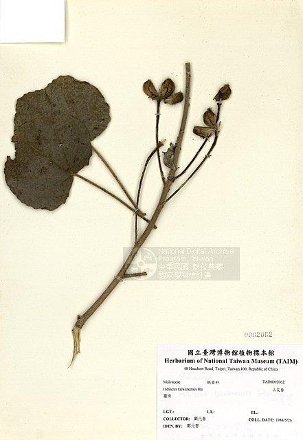 山芙蓉 （TAIM-H002062）學名：Hibiscus taiwanensis Hu