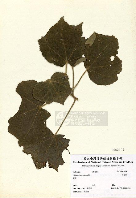 山芙蓉 （TAIM-H002064）學名：Hibiscus taiwanensis Hu