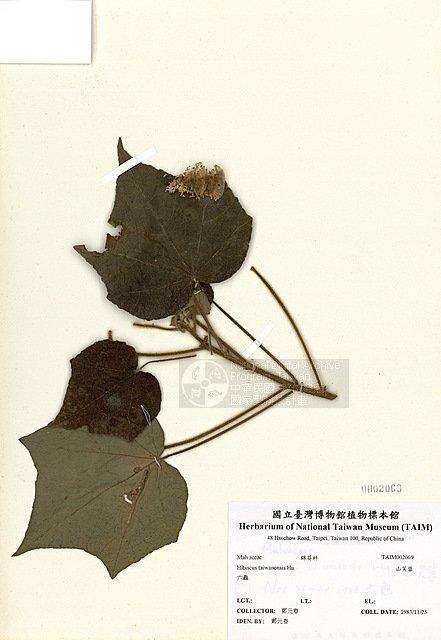 山芙蓉 （TAIM-H002069）學名：Hibiscus taiwanensis Hu
