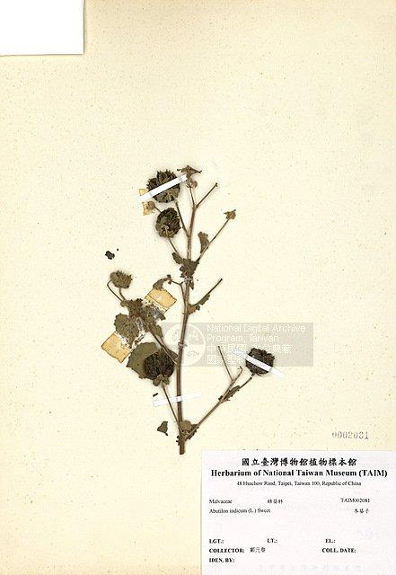冬葵子 （TAIM-H002081）學名：Abutilon indicum (L.) Sweet