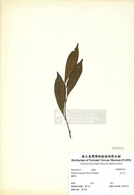 烏心石 （TAIM-H002091）學名：Michelia compressa (Maxim.) Sargent