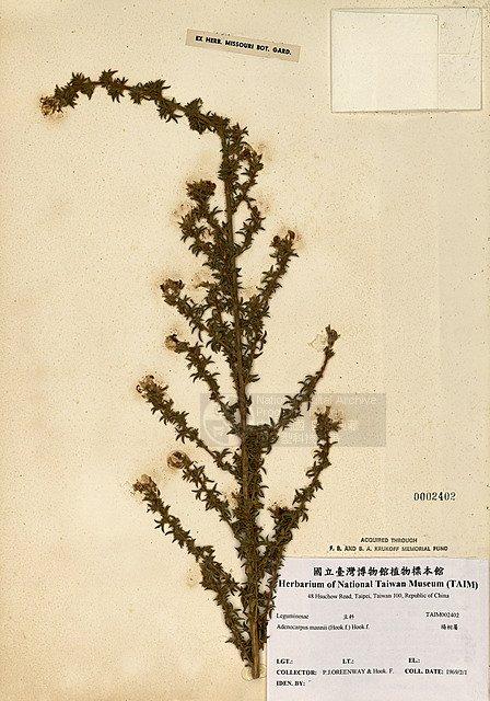 Adenocarpus mannii (Hook.f.) Hook.f. （TAIM-H002402）學名：Adenocarpus mannii (Hook.f.) Hook.f.