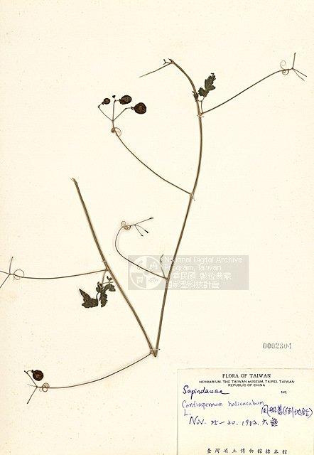 風船葛(倒地鈴) （TAIM-H002804）學名：Cardiospermum halicacabum L.