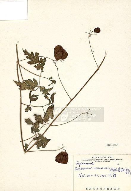 風船葛(倒地鈴) （TAIM-H002807）學名：Cardiospermum halicacabum L.
