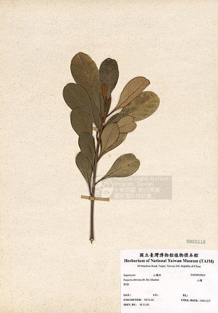 山欖 （TAIM-H002810）學名：Pouteria obovata (R. Br.) Baehni