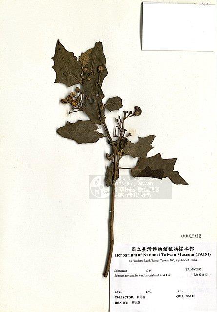 毛柱萬桃花 （TAIM-H002932）學名：Solanum torvum Swartz var. lasiostylum Y. C. Liu & C. H. Ou