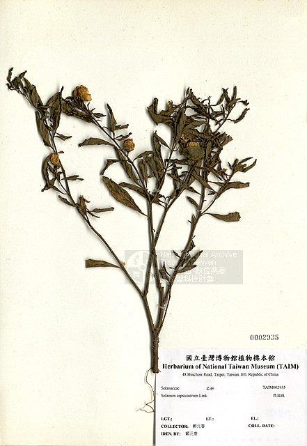 瑪瑙珠 （TAIM-H002935）學名：Solanum capsicatrum Link.