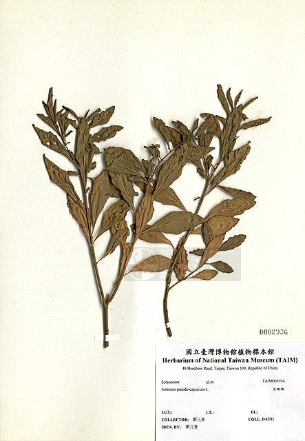 玉珊瑚 （TAIM-H002936）學名：Solanum pseudocapsicum L.