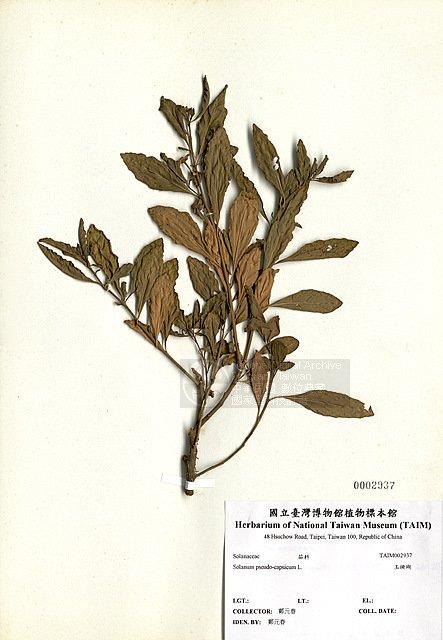 玉珊瑚 （TAIM-H002937）學名：Solanum pseudocapsicum L.