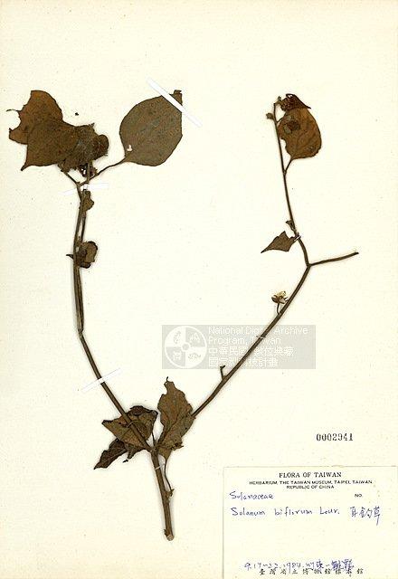 雙花龍葵(耳鉤草) （TAIM-H002941）學名：Solanum biflorum Lour.